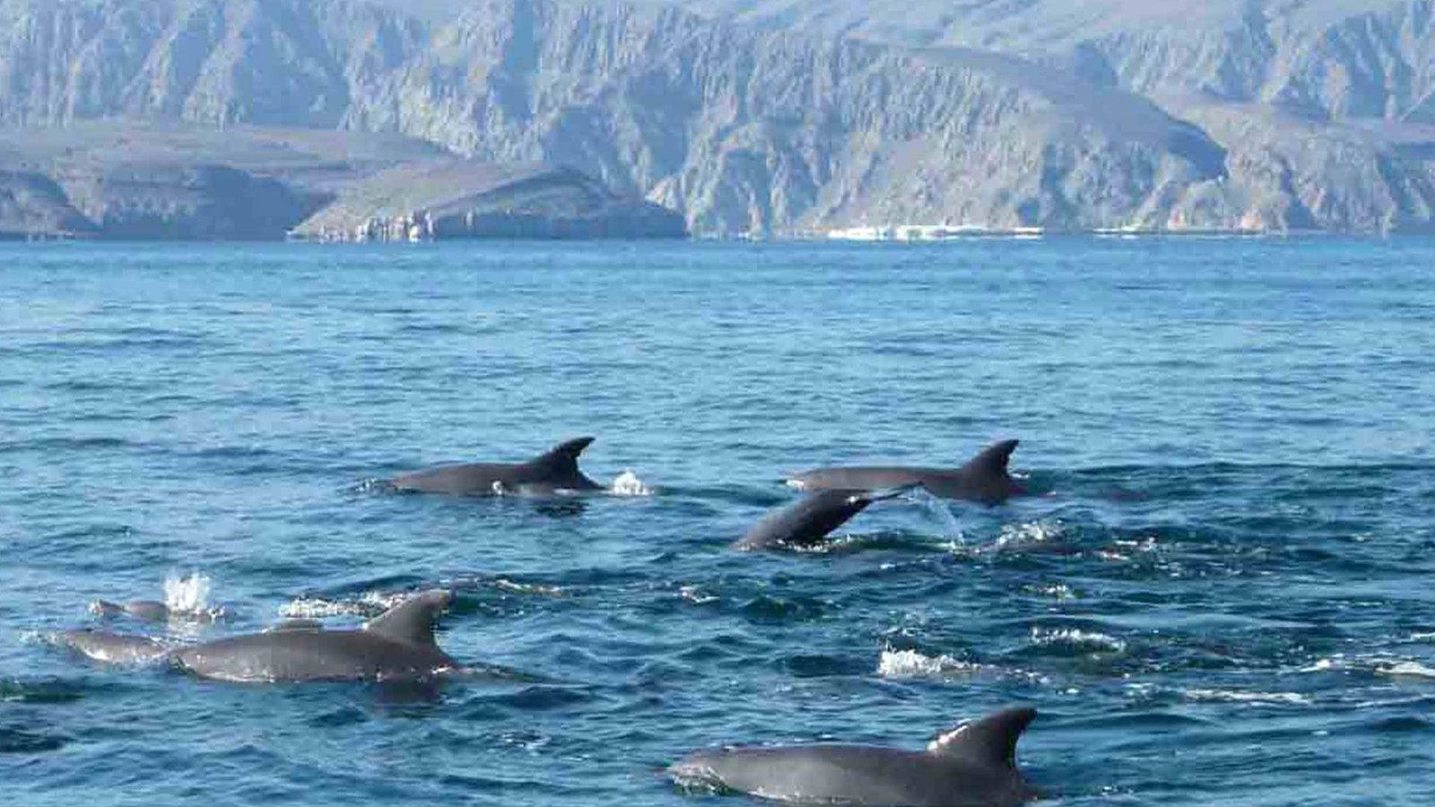 Dolphin Watching in Musandam Peninsula