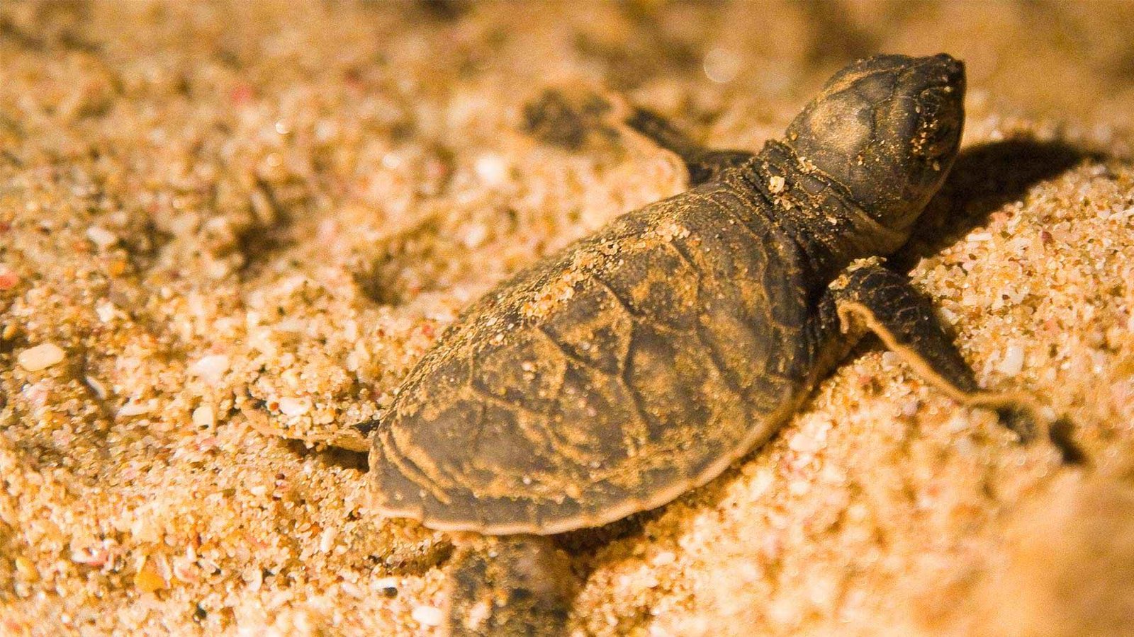 Green-turtles-in-Ras-Al-Jinz-Oman