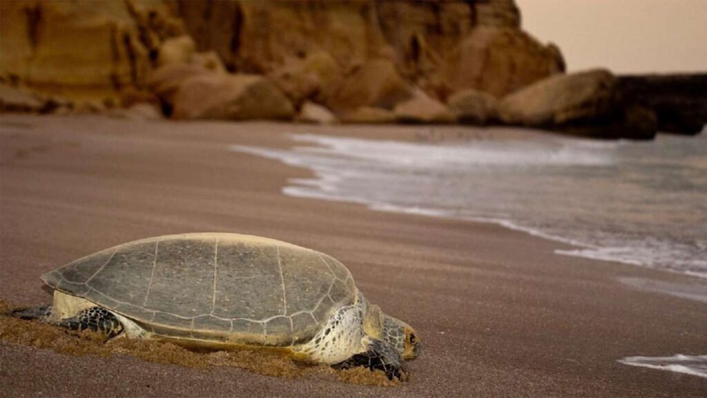 Watching Turtle in Ras Al Jinz Oman