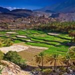 A breathtaking view of Salalah's lush green terraced fields and palm trees, a highlight of this Salalah travel guide.