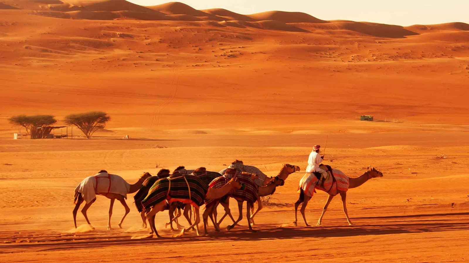 Camel Rides in Wahiba Sands Oman