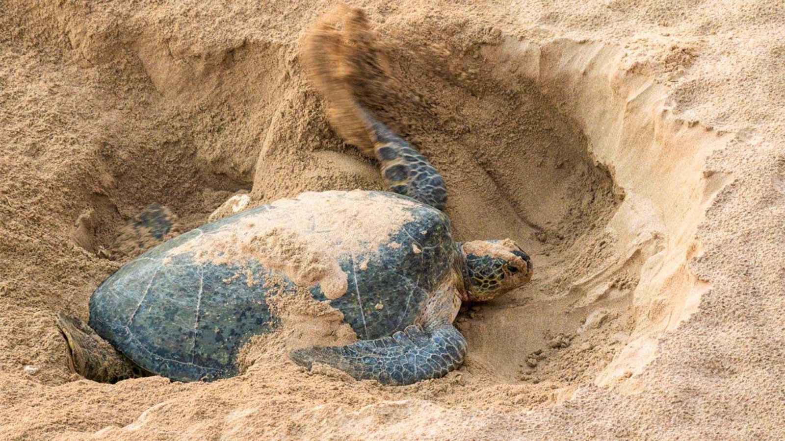 Season of turtle nesting in Ras Al Jinz Oman