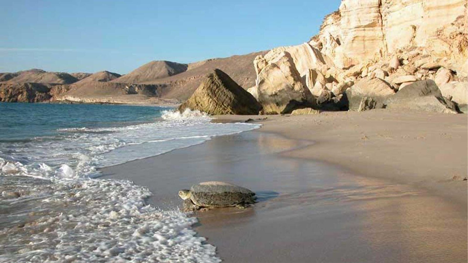 A serene beach scene at Ras Al Hadd, Oman, with a green turtle making its way toward the ocean, set against a backdrop of rugged cliffs and gentle waves. Scuba Diving and Snorkeling Spots Oman.