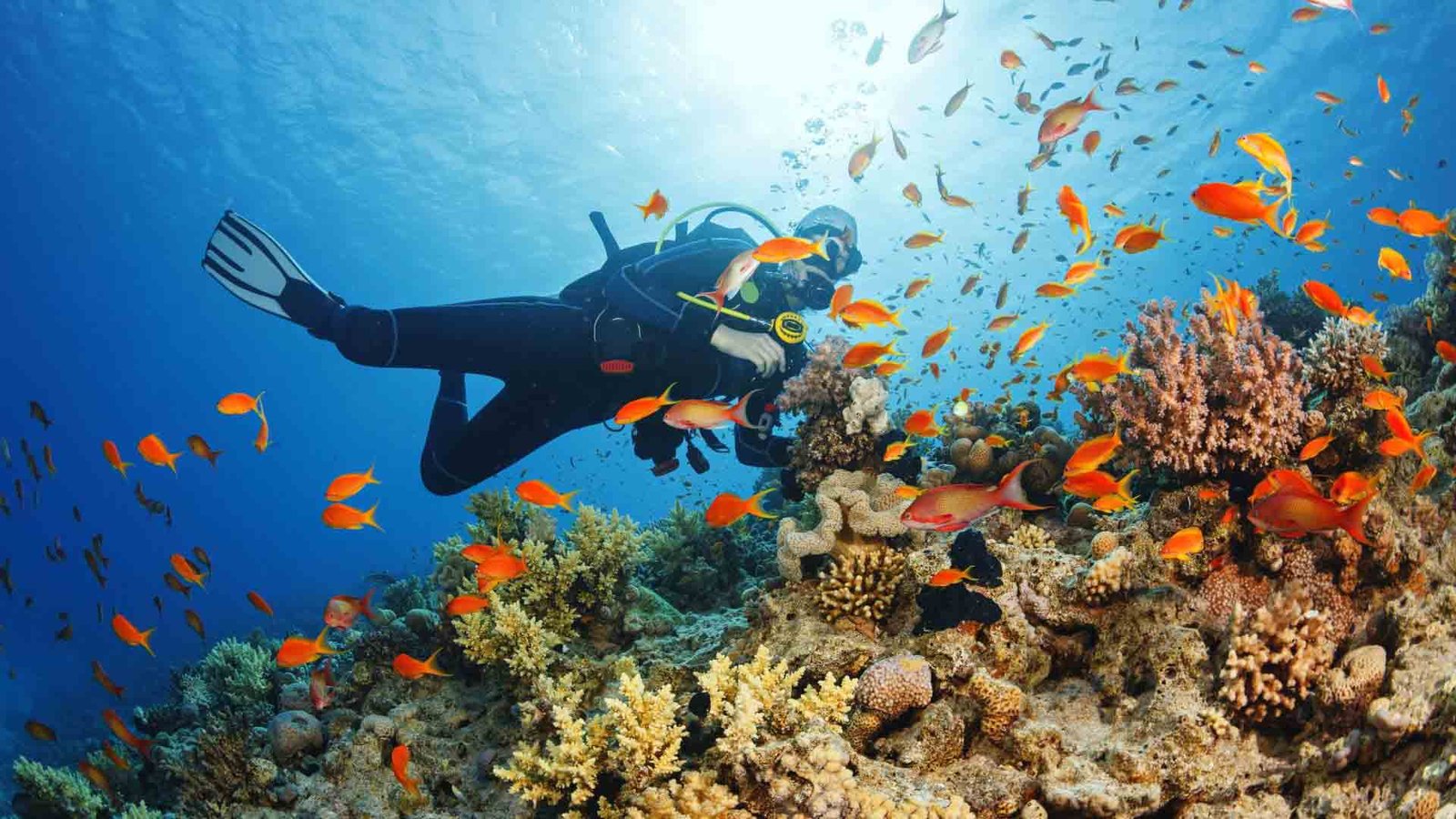 A scuba diver exploring a vibrant coral reef surrounded by colorful fish in clear blue waters, representing the rich marine life at scuba diving and snorkeling spots in Oman.