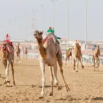 Camel Racing in Oman