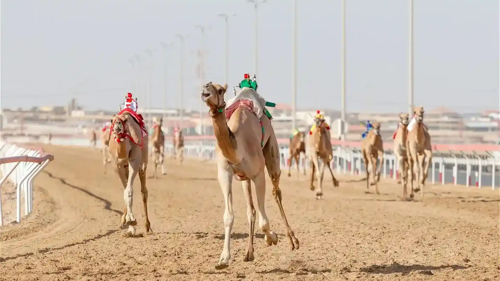 Camel Racing in Oman