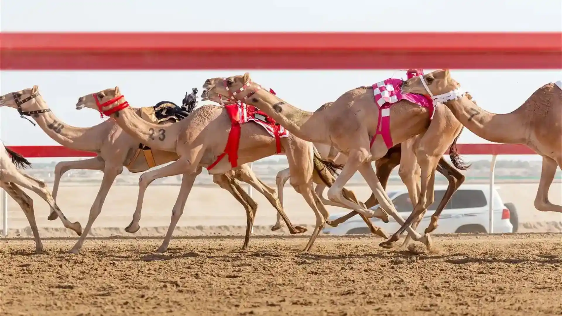 Global Appeal of Omani Camel Racing